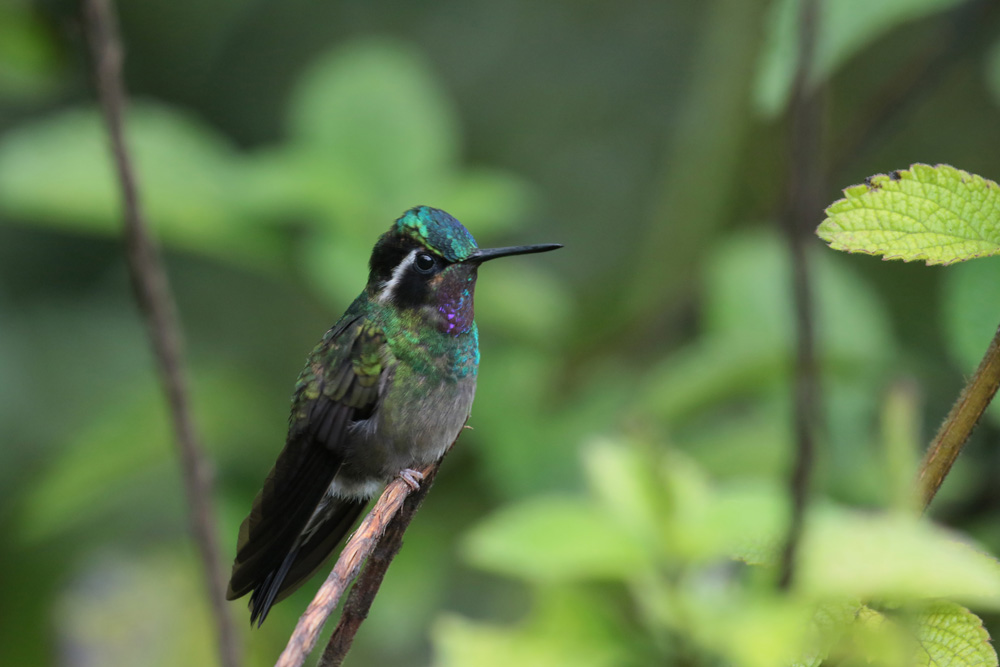 Purple-throated Mountain-gem